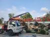 mau-ho-ca-koi-san-vuon-dep-ket-hop-tieu-canh-da-tu-nhien-bonsai-nghe-thuat - ảnh nhỏ 4