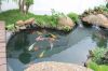 thiet-ke-thi-cong-ho-ca-koi - ảnh nhỏ 4