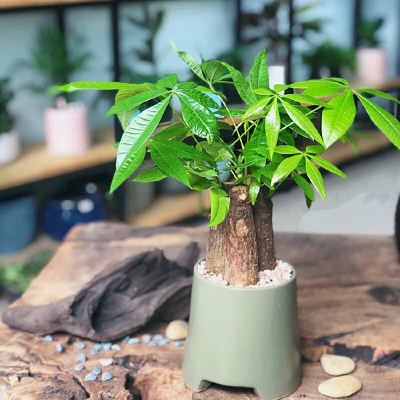 🪴 Bài 1: Top 10 loại cây lọc không khí tốt nhất cho gia đình